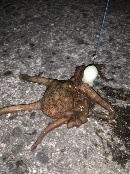 初めてのタコ釣り