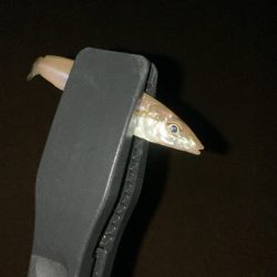 今週もシロギス釣り好調