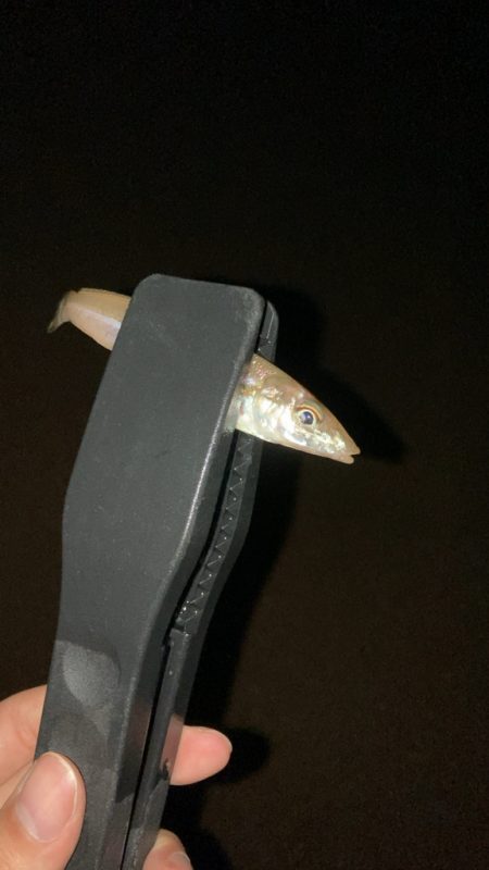 今週もシロギス釣り好調