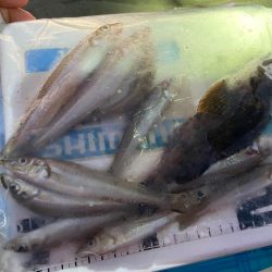 夏バテのシロギスタ