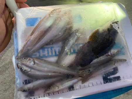 夏バテのシロギスタ