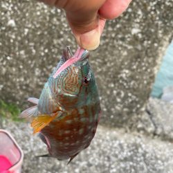 月がキレイやった