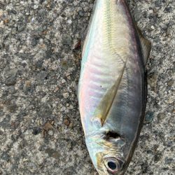 ジグサビキ　25