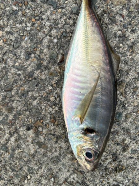 ジグサビキ　25