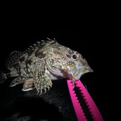 アジングのつもりが