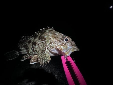 アジングのつもりが