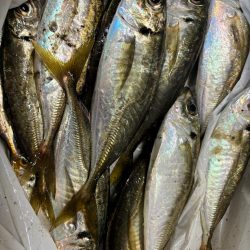 ジグサビキ　33