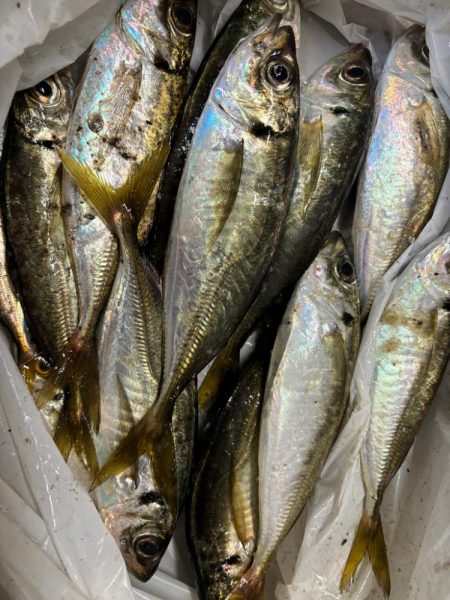 ジグサビキ　33