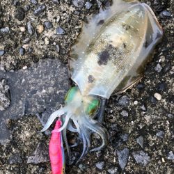 台風一過のエギング