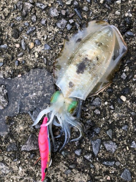 台風一過のエギング