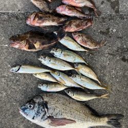 ガシラたくさん釣れました