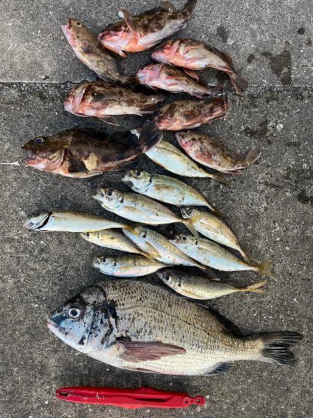 ガシラたくさん釣れました