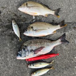 アジやチヌの活性高いです