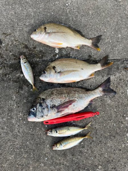 アジやチヌの活性高いです