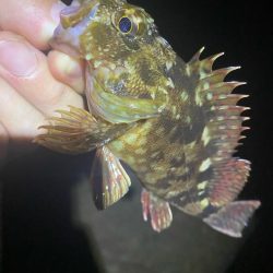 ついにボウズ脱出