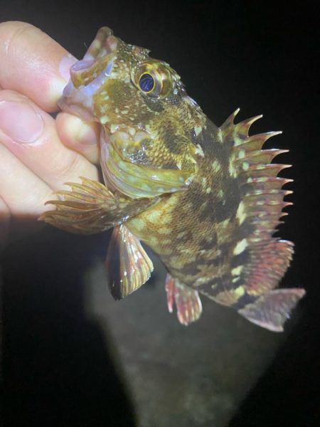 ついにボウズ脱出