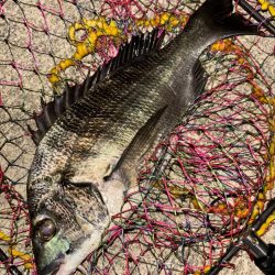 ヘチってきました