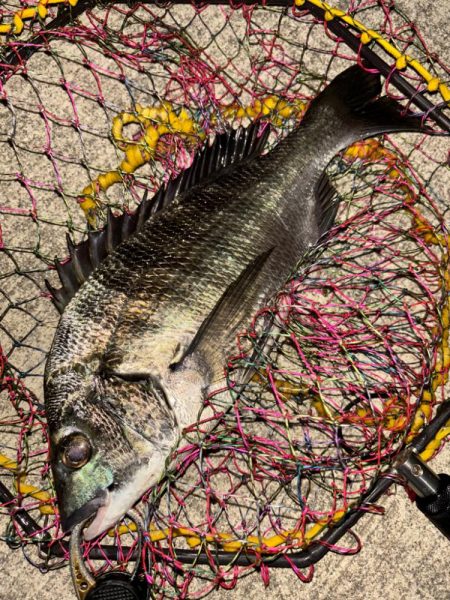 ヘチってきました