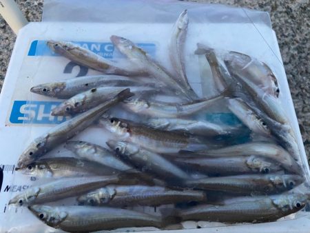 シロギスタ:消えた2匹目のドジョウ