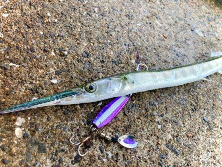 ダツとチヌのボイル祭りにゃ！