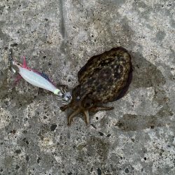 朝マズメエギング