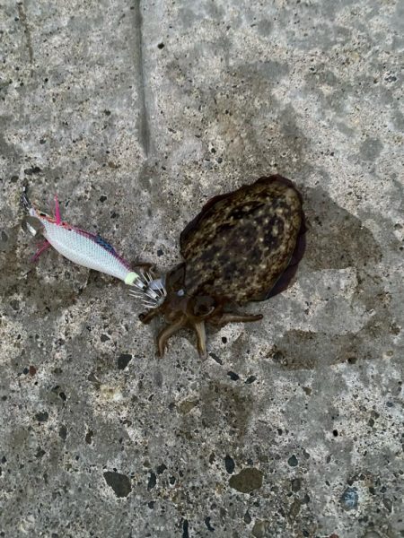 朝マズメエギング