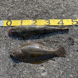 ステルス フィッシュ