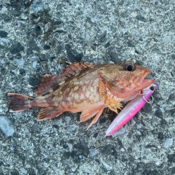 真夏のショアジギング