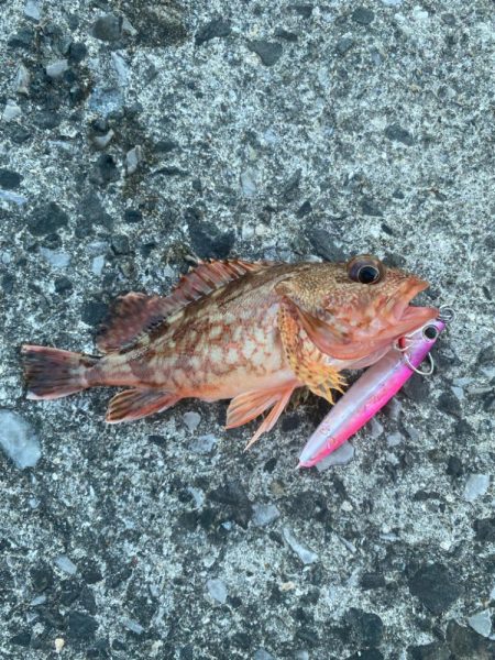 真夏のショアジギング