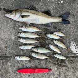 エビ撒きで20センチアジ釣れてます