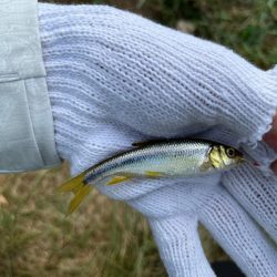 カワムツと遊ぶ