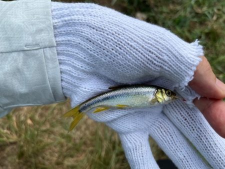 カワムツと遊ぶ