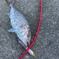 今日もショゴ！