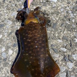 晩夏のエギング