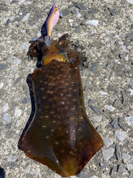 晩夏のエギング