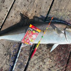 あなたに逢い鯛　夕まずめ