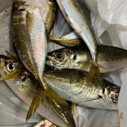 ジグサビキ　32