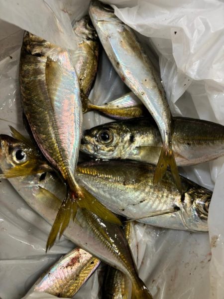 ジグサビキ　32