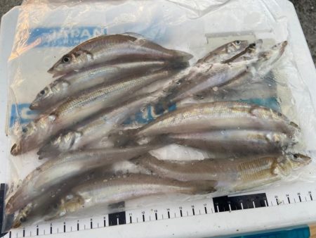 シロギスタ:チャリコよいずこへ