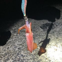 なんとか釣れた