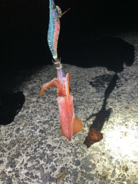 なんとか釣れた