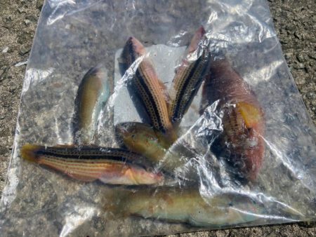 M:I /ベラギスタ