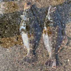 そこそこ 底の魚