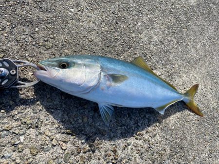 青物2キャッチ