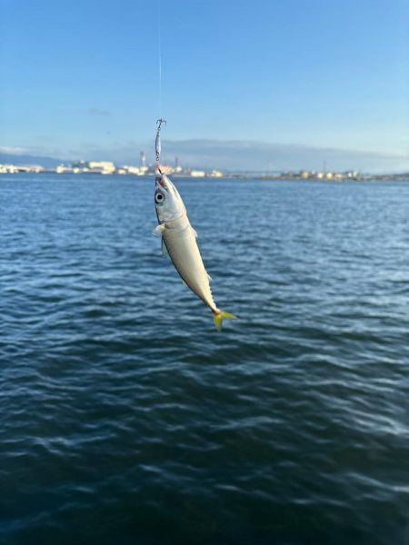 モウショアジギング