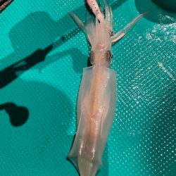 まだまだ暑いイカメタル