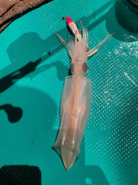 まだまだ暑いイカメタル