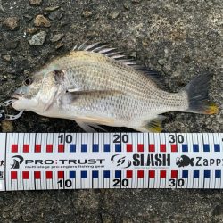 トップウォーター最高!