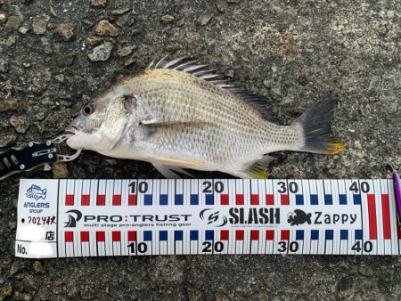 トップウォーター最高!