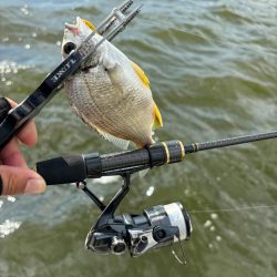 アジングがギビング